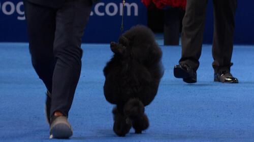 赛事转播权销售